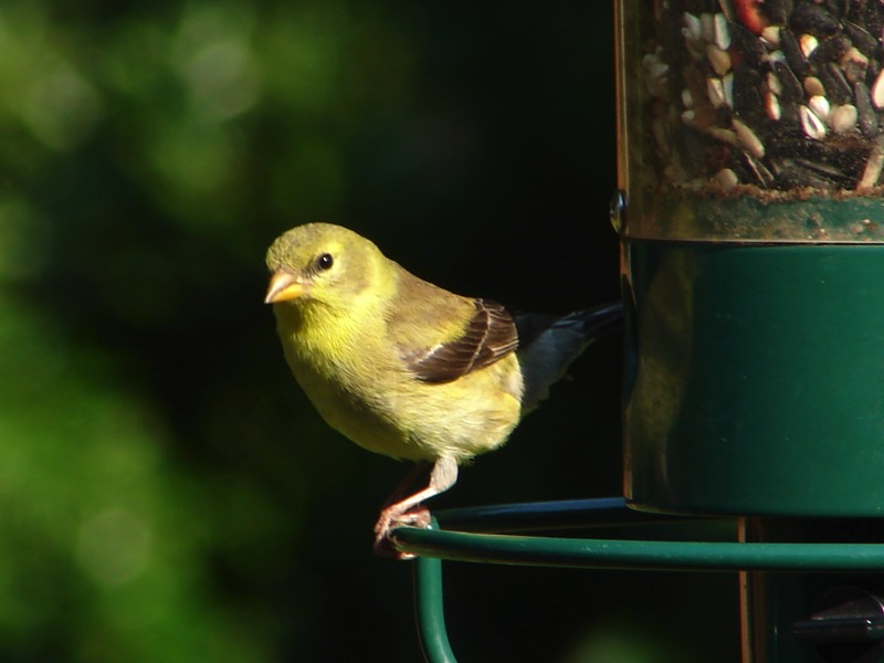 Bird sanctuaries Audubon society BobZ